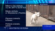 ODCHYTENÍ PSI V KS PEZINOK 