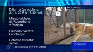 ODCHYTENÉ PSY V PEZINKU 