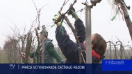 PRÁCE VO VINOHRADE ZAČÍNAJÚ REZOM