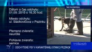 ODCHYTENÉ PSY V KARANTÉNNEJ STANICI PEZINOK